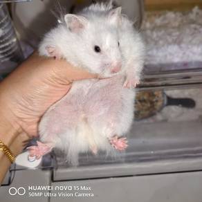 Hamster Syirian White Fem 2 Carrier Blue