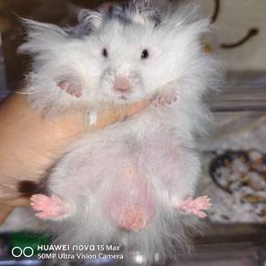 Hamster Syirian Dominant Spot Black male