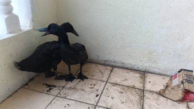 2 Black Swedish Blue Ducklings (52 Days) + 2kg Fee