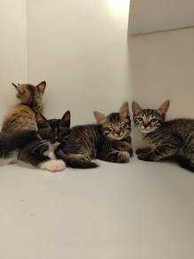 Free Kitten Adoption Rehome