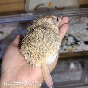 Fat Tailed Gerbil male