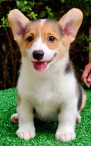 CORGI PUPPIES C159 Available Male & Female