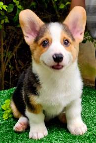CORGI PUPPIES C161 Available Male & Female
