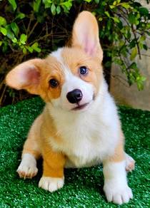 CORGI PUPPIES C162 Available Male & Female