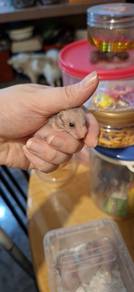 normal poly hamster