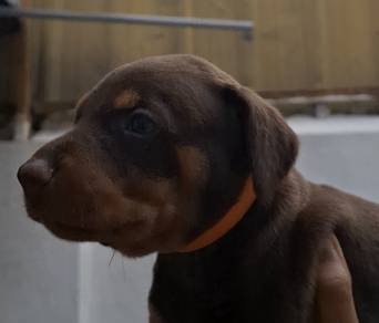 Brown Doberman Puppies For Sale!!