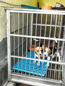 Male Beagle