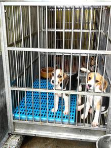 Male Beagle