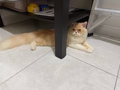 Rehome Parsi Flat Face