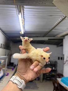pair leucistic sugar glider