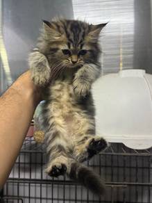 kitte for letgo