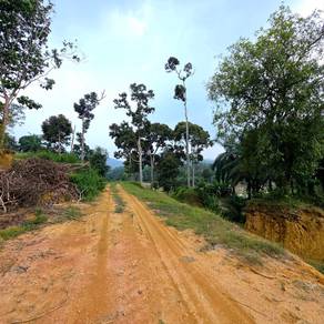 Agricultural Land Hulu Ijok Selama Perak 20 Acres