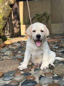 Labrador Puppy (Champion & Imported lineage)