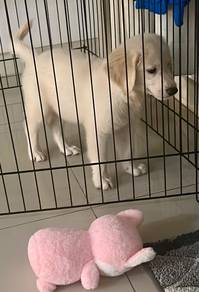 Golden Retriever Puppy