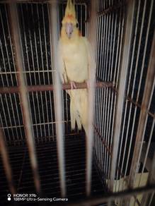 burung cockatiel lutino 