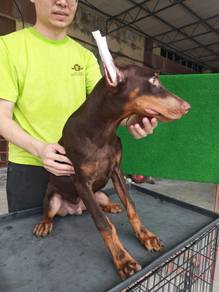 Offer! Male doberman puppy 5 months 2210A