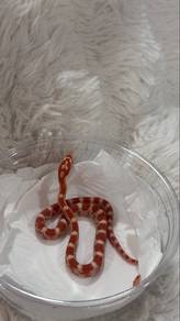 Corn Snake