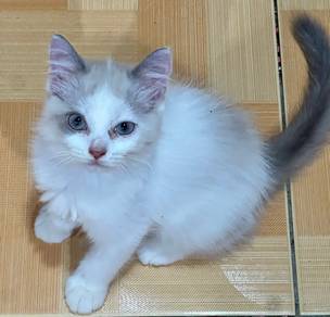 Kitten DLH mix | Male