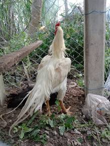 ayam aseel 
