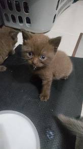 cinnamon bsh