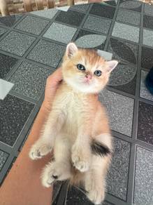 BSH Kitten Golden