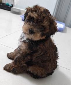 Adorable 2-Month-Old Female Teddy / Poodle Mix Pup