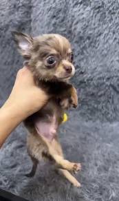 Pure Breed Merle Chihuahua (Male) 