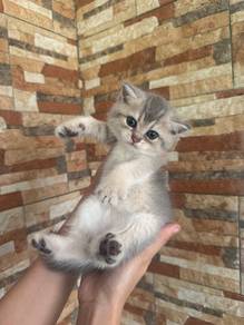 BSH Kitten Golden Blue
