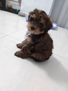 Poodle Mix Puppy 