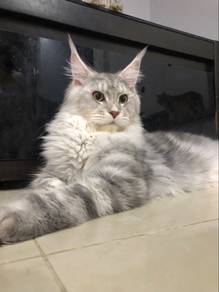Silver Tiger Maine Coon