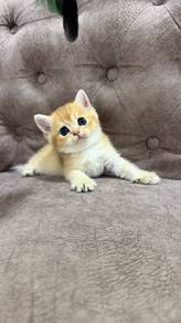 Baby BSH Golden Female 