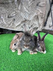 Arnab Rabbit Jantan