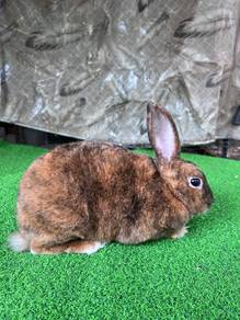 Arnab Rabbit Minirex Jantan
