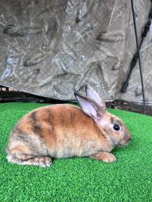 Arnab Rabbit Minirex Jantan