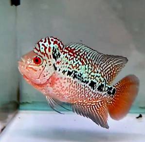 Flowerhorn