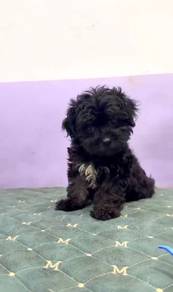 Maltipoo tiny black female