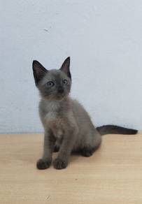 Kitten Male Siam+DLH