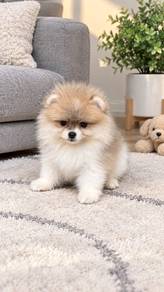 Pomeranian Tiny Male Puppy 