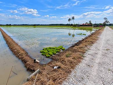 Tanah Sawah 3 ekar Mukim Panchang Bedena Sabak Bernam Selangor