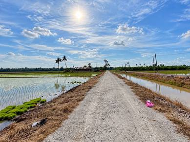 Tanah Sawah 3 ekar Mukim Panchang Bedena Sabak Bernam Selangor