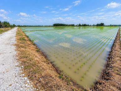 Tanah Sawah 3 ekar Mukim Panchang Bedena Sabak Bernam Selangor
