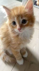 Mainecoon Orange Kitten