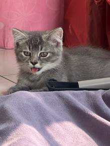 Blue bsh golden shaded mix bsh male 3 month kitten