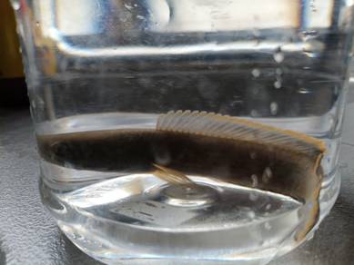 Ikan Channa limbata