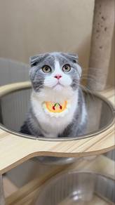 Scottish fold kitten