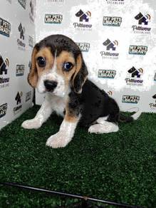 Beagle tri color male and femal