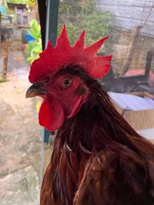 Ayam RIR Jantan