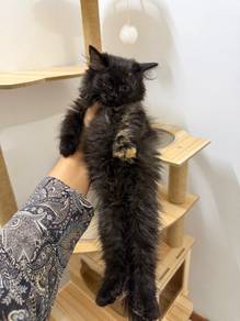 persian kitten