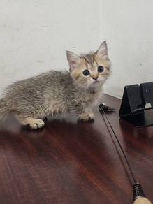 British shorthair munchkin male