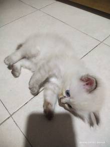 Mix DLH kitten